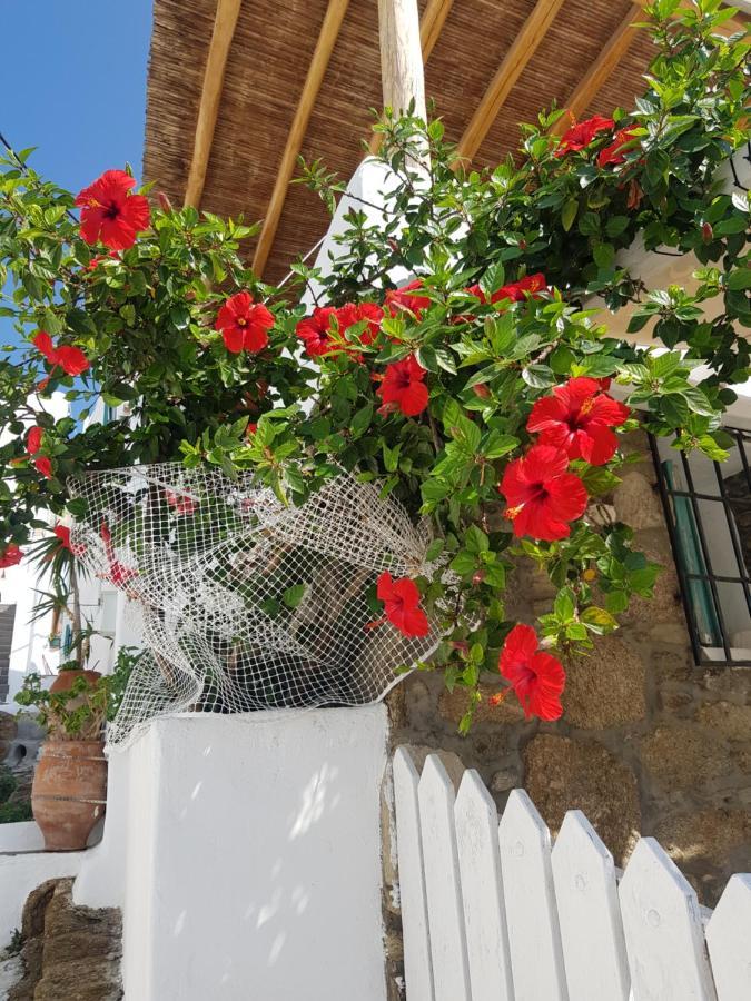 Hibiscus Rosa Mykonos Mykonos Town